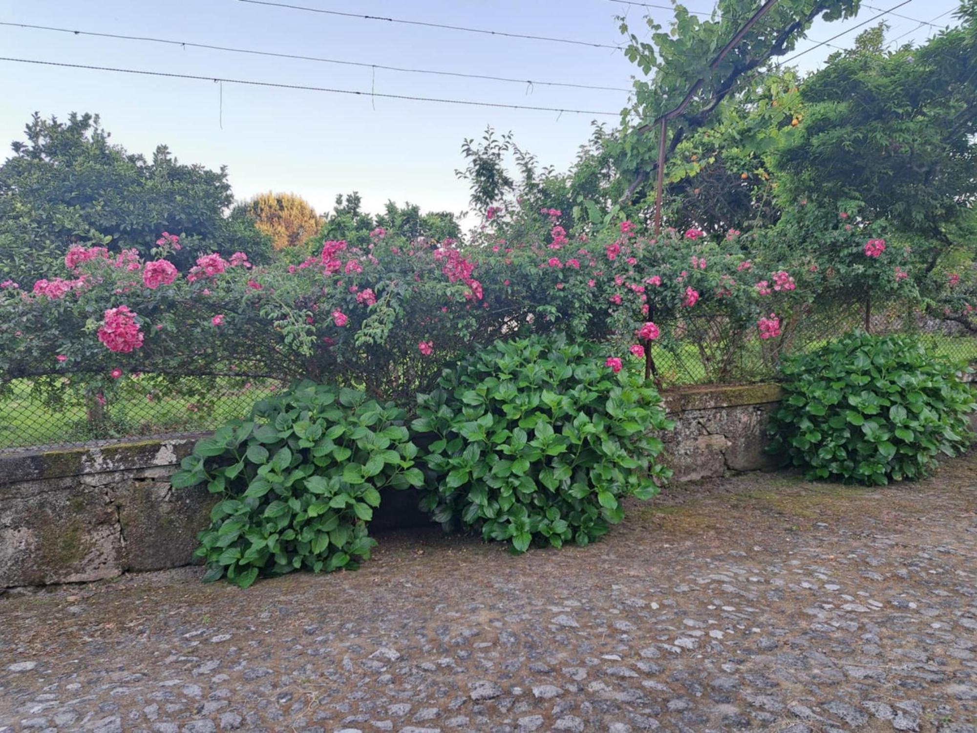 Quinta Do Vale Do Monte Guest House Viana do Castelo Eksteriør bilde
